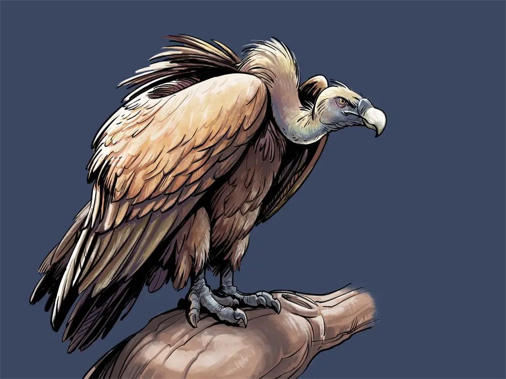 Wingspan Fan Pack - Griffon Vulture